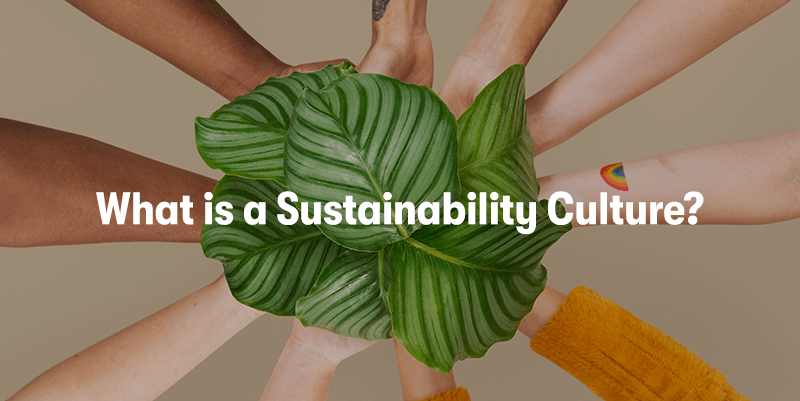 A picture of a teams hands holding up multiple green leaves. With the heading 'What is a Sustainability Culture?' in front.